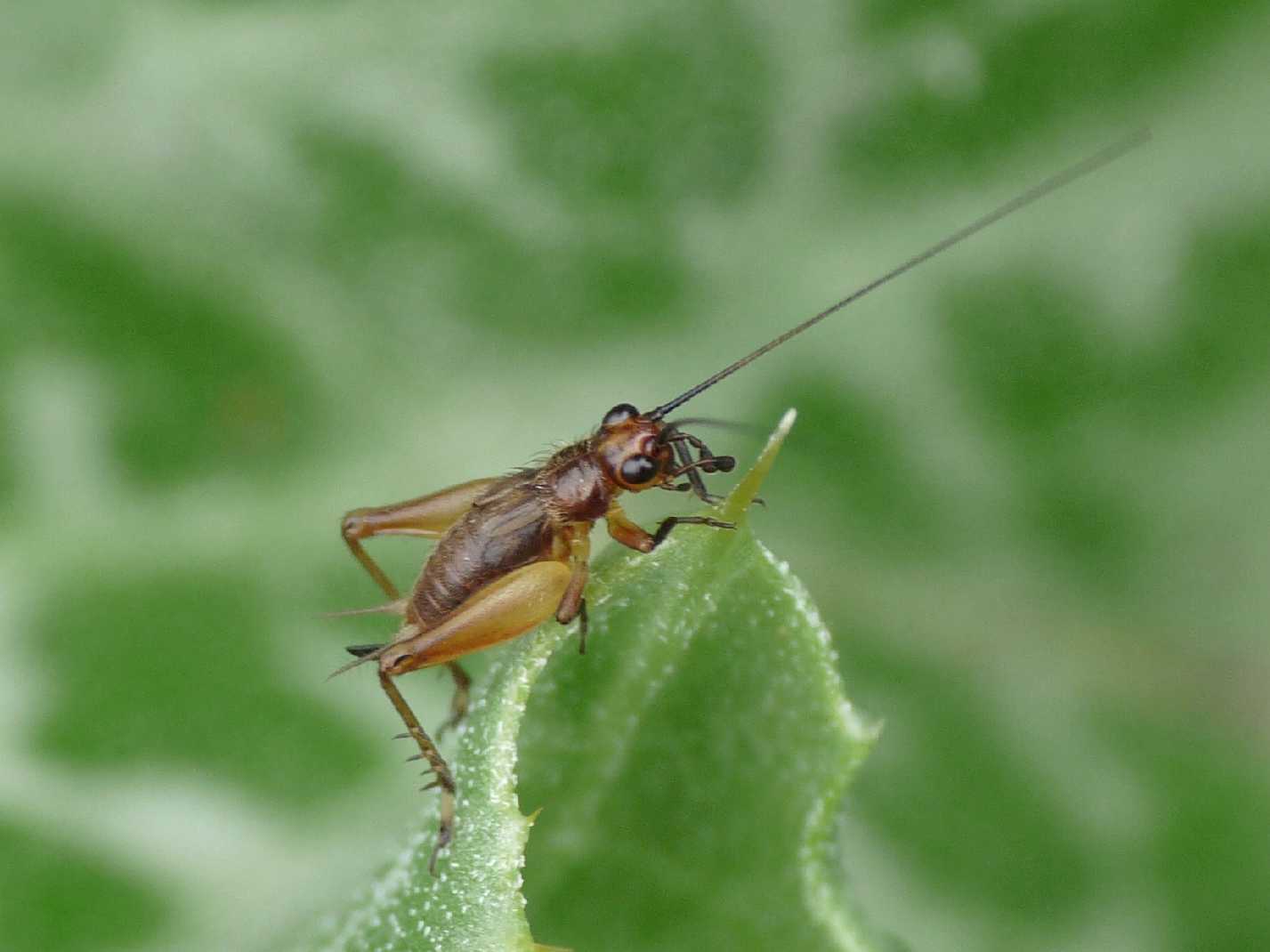 Trigonidium cicindeloides (ninfa)